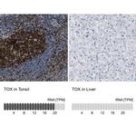TOX Antibody