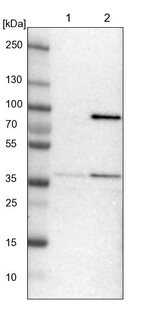 MRPL39 Antibody in Western Blot (WB)