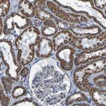 IRX6 Antibody in Immunohistochemistry (Paraffin) (IHC (P))