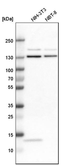 XPO5 Antibody in Western Blot (WB)