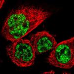 RBM8A Polyclonal Antibody