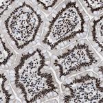 RBM8A Antibody in Immunohistochemistry (Paraffin) (IHC (P))