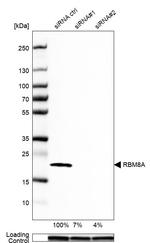 RBM8A Antibody