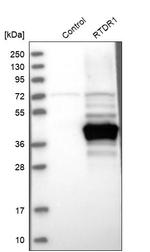 RTDR1 Antibody in Western Blot (WB)
