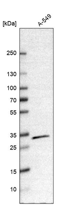 CBR1 Antibody in Western Blot (WB)