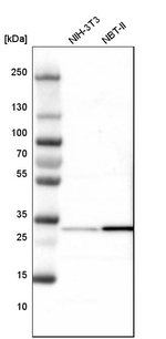 CBR3 Antibody in Western Blot (WB)