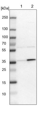 C21orf59 Antibody in Western Blot (WB)