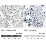 XIRP1 Antibody in Immunohistochemistry (IHC)