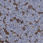 DSCR4 Antibody in Immunohistochemistry (Paraffin) (IHC (P))