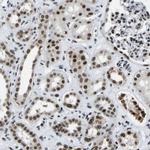 LUC7L3 Antibody in Immunohistochemistry (IHC)