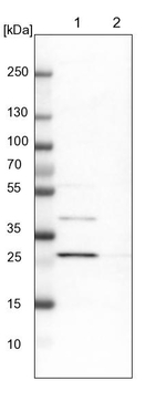 Adenylate Kinase 2 Antibody in Western Blot (WB)