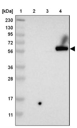 PDP1 Antibody in Western Blot (WB)