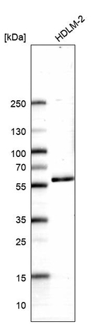 LUC7L3 Antibody in Western Blot (WB)