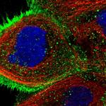 USP4 Polyclonal Antibody