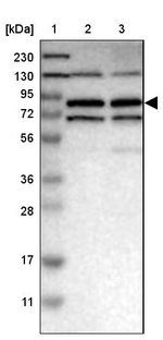 MTMR1 Antibody in Western Blot (WB)