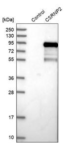TAIP12 Antibody in Western Blot (WB)