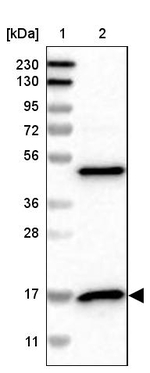 RPS14 Antibody in Western Blot (WB)