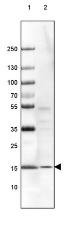 RPS14 Antibody in Western Blot (WB)
