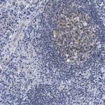 Lrmp Polyclonal Antibody