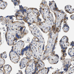 TMED1 Antibody in Immunohistochemistry (Paraffin) (IHC (P))