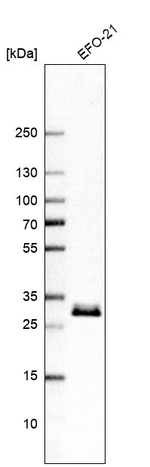 TMED1 Antibody in Western Blot (WB)