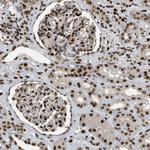 RFX5 Antibody in Immunohistochemistry (Paraffin) (IHC (P))