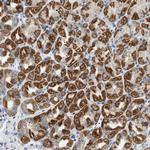 NDUFS8 Antibody in Immunohistochemistry (Paraffin) (IHC (P))