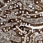 WRB Polyclonal Antibody