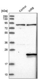 WRB Antibody in Western Blot (WB)