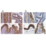 Annexin A13 Antibody in Immunohistochemistry (IHC)