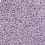 Annexin A13 Antibody in Immunohistochemistry (IHC)