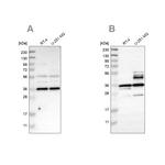 Annexin A13 Antibody in Western Blot (WB)