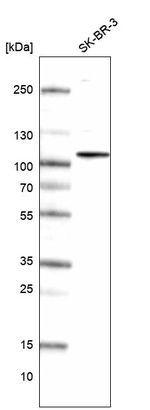 HOOK1 Antibody in Western Blot (WB)