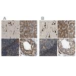 ERGIC1 Polyclonal Antibody