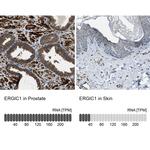 ERGIC1 Antibody