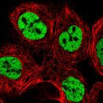 SFRS15 Polyclonal Antibody
