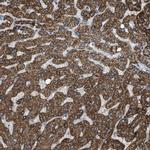 MRPS30 Antibody in Immunohistochemistry (IHC)
