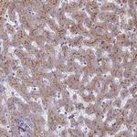 ST3GAL6 Antibody in Immunohistochemistry (Paraffin) (IHC (P))