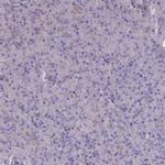 ST3GAL6 Antibody in Immunohistochemistry (Paraffin) (IHC (P))