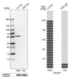 PDLIM7 Antibody in Western Blot (WB)