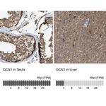 GCN1L1 Antibody in Immunohistochemistry (IHC)