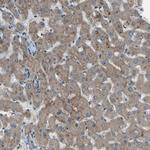 SLC43A1 Antibody in Immunohistochemistry (Paraffin) (IHC (P))