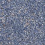 SLC43A1 Polyclonal Antibody