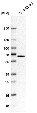 SLC43A1 Antibody in Western Blot (WB)