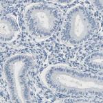 TXNDC2 Antibody in Immunohistochemistry (IHC)