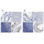 HOOK1 Antibody in Immunohistochemistry (IHC)