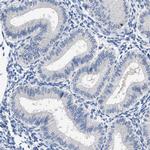 HOOK1 Antibody in Immunohistochemistry (IHC)