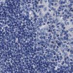 HOOK1 Antibody in Immunohistochemistry (IHC)