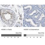 HOOK1 Antibody