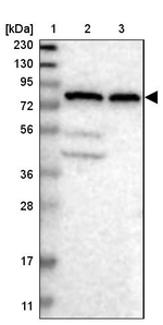 HOOK1 Antibody in Western Blot (WB)